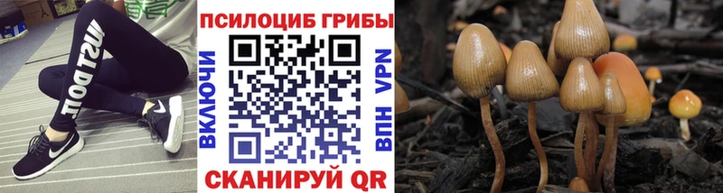 Псилоцибиновые грибы мицелий  гидра зеркало  Тихорецк 